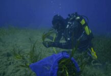 15 raccomandazioni per salvare la Posidonia nel Mediterraneo Seagrass restoration_ARTEMIS (1)