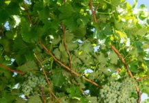 Vendemmia 2026: Cavit attiva il suo “laboratorio naturale” tra dati e precisione agronomica vendemmia cavit