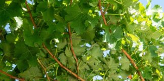 Vendemmia 2026: Cavit attiva il suo “laboratorio naturale” tra dati e precisione agronomica vendemmia cavit