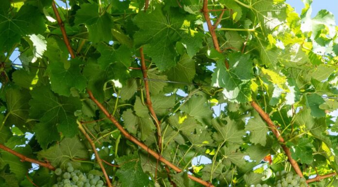 Vendemmia 2026: Cavit attiva il suo “laboratorio naturale” tra dati e precisione agronomica vendemmia cavit