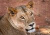 Italia-Kenya: i Ricercatori Africani nei Laboratori di Eccellenza del Centro Nazionale MOST Foto di Fearscare da Pixabay