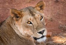 Italia-Kenya: i Ricercatori Africani nei Laboratori di Eccellenza del Centro Nazionale MOST Foto di Fearscare da Pixabay