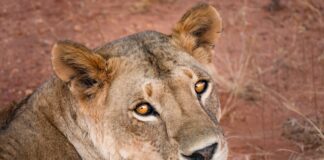 Italia-Kenya: i Ricercatori Africani nei Laboratori di Eccellenza del Centro Nazionale MOST Foto di Fearscare da Pixabay