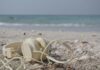 Il riciclo non va in vacanza, l’estate di Raee e cartone estate