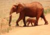 Geosciences IR tra le infrastrutture di di eccellenza scelte dal Mur kikatani-elephant-