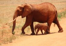 Geosciences IR tra le infrastrutture di di eccellenza scelte dal Mur kikatani-elephant-