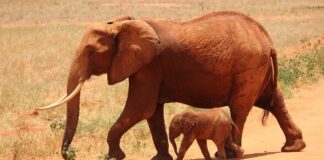 Geosciences IR tra le infrastrutture di di eccellenza scelte dal Mur kikatani-elephant-