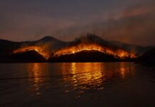 Crisi climatica gli effetti sull’ecosistema: la siccità frena i funghi mentre gli incendi stremano gli ecosistemi