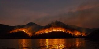 Crisi climatica gli effetti sull’ecosistema: la siccità frena i funghi mentre gli incendi stremano gli ecosistemi