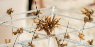 Turismo sostenibile alle Maldive Coral Planting 2026_20