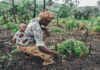 Agricoltura in Africa orientale: 184 milioni per le sfide climatiche agricoltura