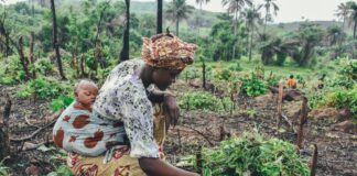 Agricoltura in Africa orientale: 184 milioni per le sfide climatiche agricoltura