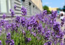 Biodiversità e città: salvare impollinatori per salvare noi stessi biodiversità