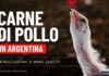 Nuova inchiesta di Animal Equality svela le criticità degli allevamenti intensivi aviari