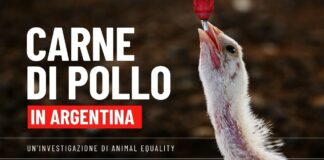 Nuova inchiesta di Animal Equality svela le criticità degli allevamenti intensivi aviari