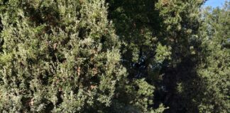 Ecobuddy, MIRRIAH e BATx: anatomia di tre innovazioni climatiche