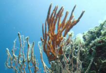 Allarme Copernicus: nel 2025 oceani sempre più caldi e acidi, record storico di ondate di calore nel Mediterraneo