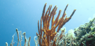 Allarme Copernicus: nel 2025 oceani sempre più caldi e acidi, record storico di ondate di calore nel Mediterraneo
