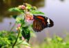 Biodiversità, le conclusioni del Consiglio UE per la Cop17 biodiversità