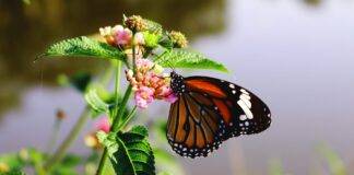 Biodiversità, le conclusioni del Consiglio UE per la Cop17 biodiversità