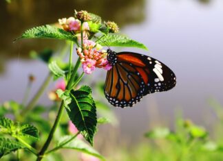 Biodiversità, le conclusioni del Consiglio UE per la Cop17 biodiversità