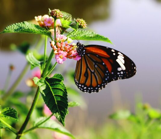 Biodiversità, le conclusioni del Consiglio UE per la Cop17 biodiversità