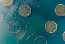 Visione 2040, la strategia EU per pesca e acquacoltura acquacoltura