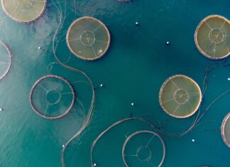 Visione 2040, la strategia EU per pesca e acquacoltura acquacoltura