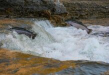 Off the Table, campagna contro il salmone d’allevamento salmone