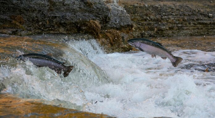 Off the Table, campagna contro il salmone d’allevamento salmone