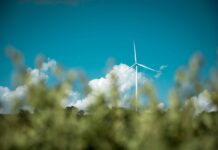 Eolico e biodiversità, coesistenza tra energia pulita e natura eolico