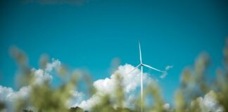 Eolico e biodiversità, coesistenza tra energia pulita e natura eolico