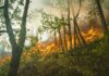 Incendi boschivi, bilancio devastante per gli ecosistemi italiani incendi