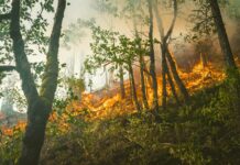 Incendi boschivi, bilancio devastante per gli ecosistemi italiani incendi