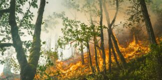 Incendi boschivi, bilancio devastante per gli ecosistemi italiani incendi