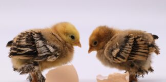 L’Italia frena a Bruxelles sul benessere animale, mentre “in casa” si prepara a dire addio ai pulcini maschi pulcini maschi